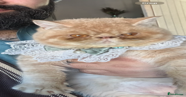 Exotic cats - Advert 16