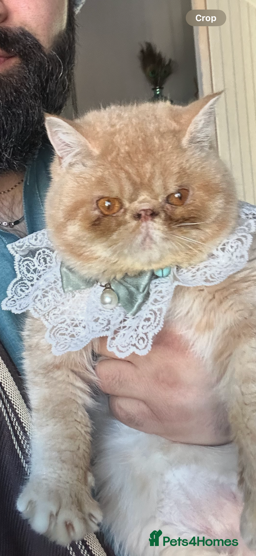 Exotic cats for sale:  Cream Exotic Male - Image 2