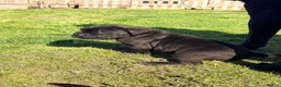 Cane Corso dogs for sale: Cane Corso puppy’s  - Advert 13