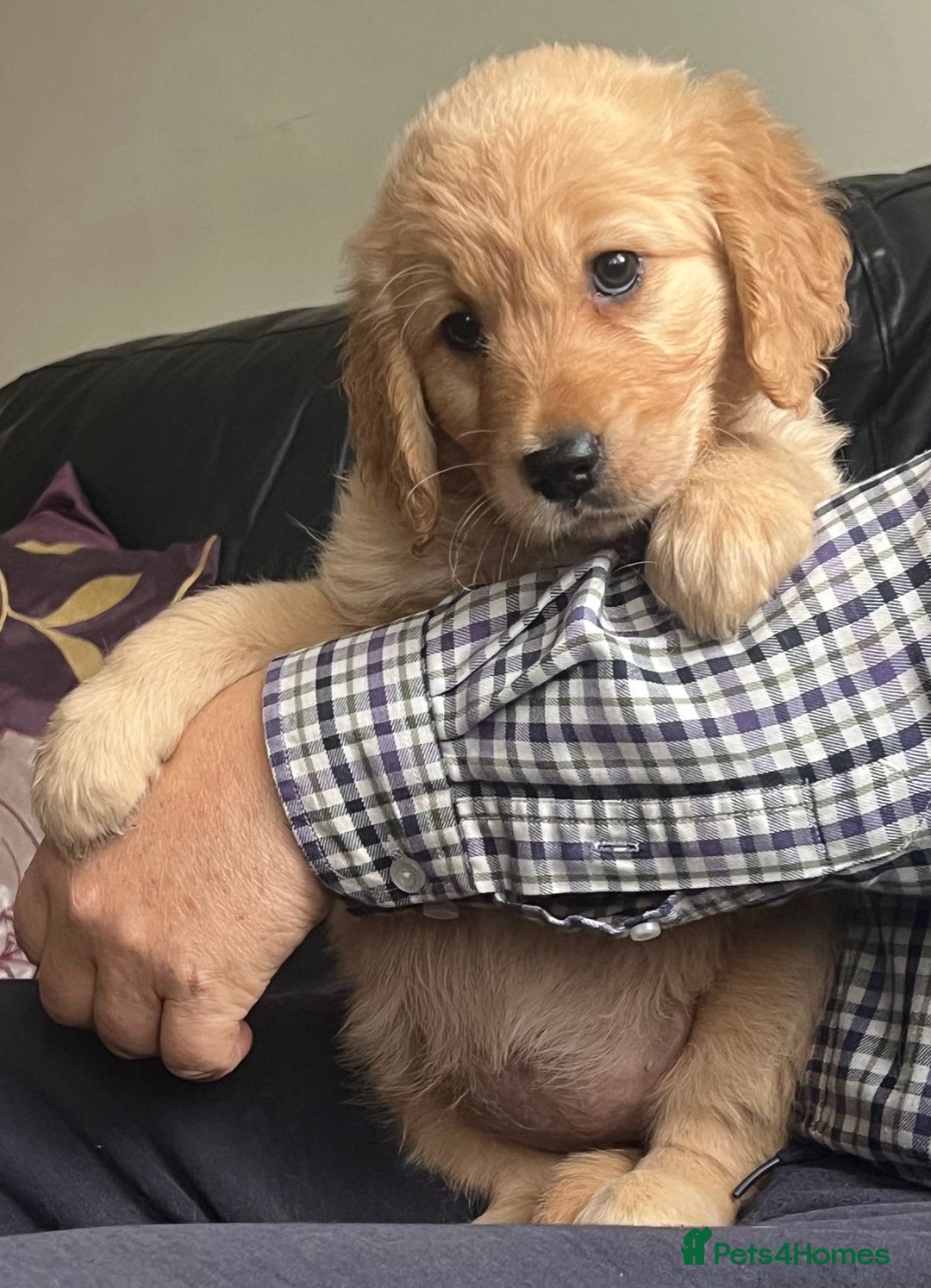 Golden Retriever dogs for sale: 🐾 Golden Retriever Puppies – Ready Now! 🐾 - Image 10