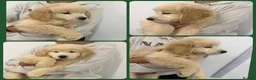 Golden Retriever dogs for sale: Golden Retriever Puppies  - Advert 2