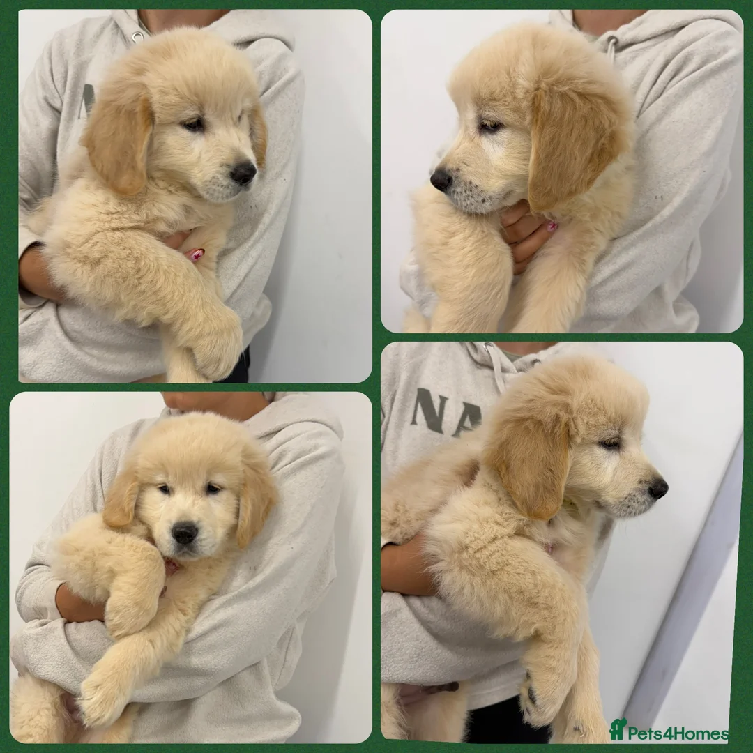 Golden Retriever dogs for sale: Golden Retriever Puppies  - Advert 2