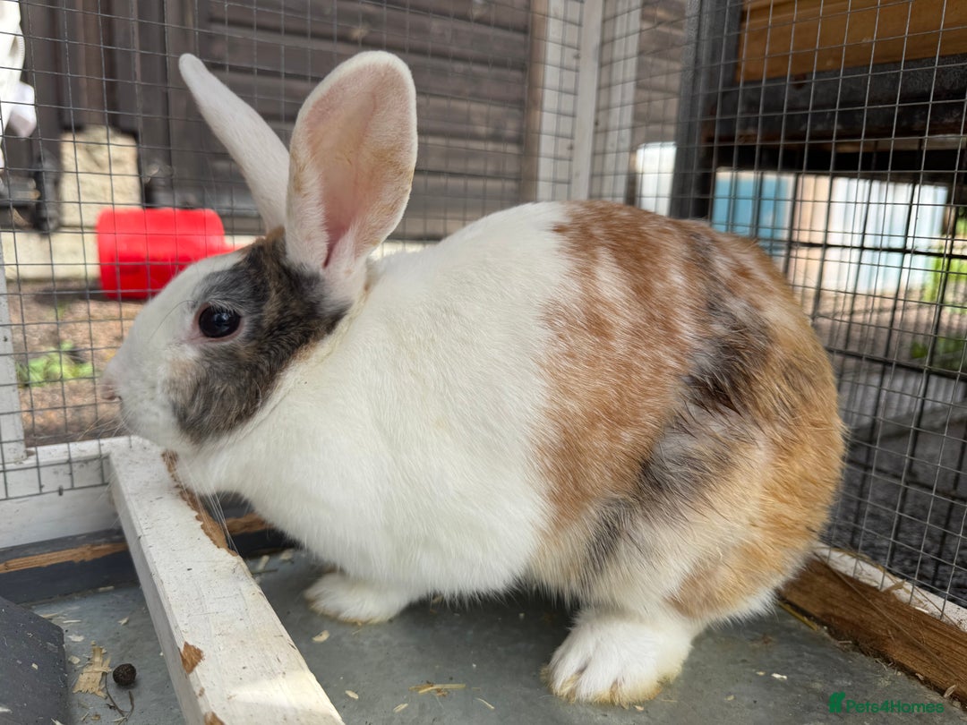 Dutch rabbits for sale: Rabbits for sale  - Image 3