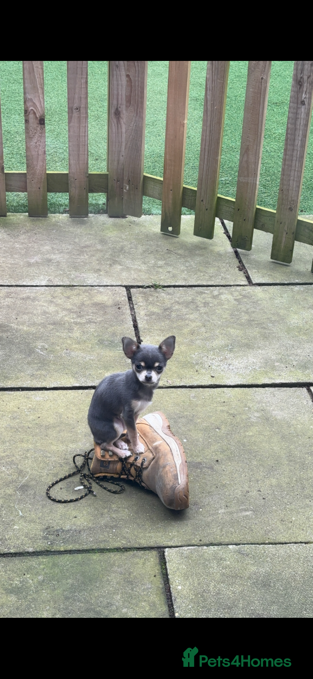 Chihuahua dogs for stud: Tiny blue boy for stud  - Advert 4
