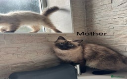 Ragdoll cats for sale: Ragdoll Kittens  - Image 2