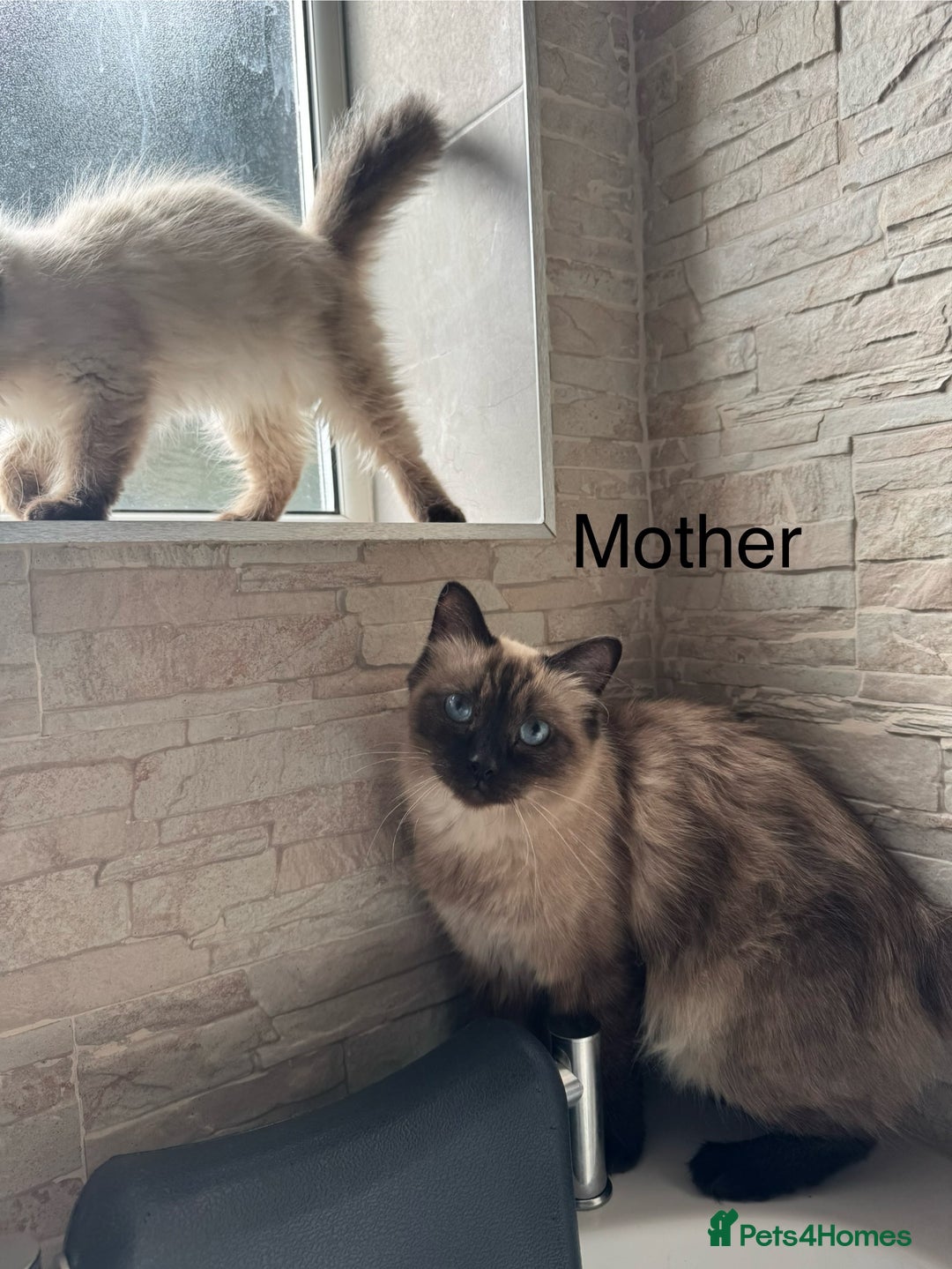 Ragdoll cats for sale: Ragdoll Kittens  - Image 2