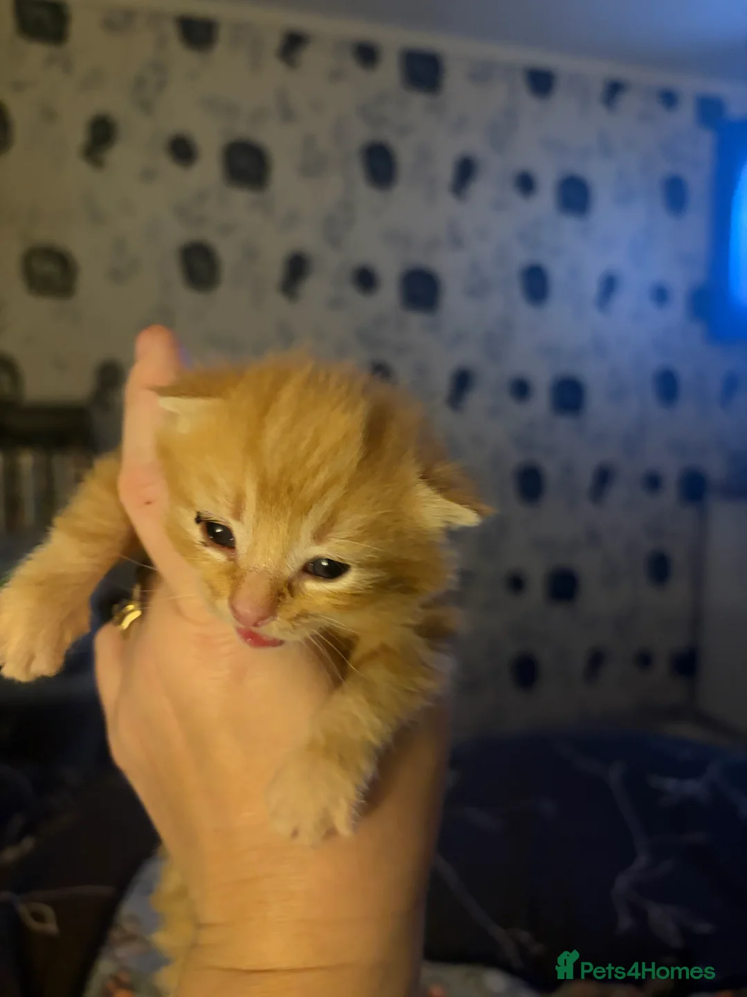 Bengal cats for sale: Bangle Ginger  - Advert 10