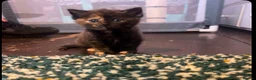 Mixed Breed cats for sale: Female tortoiseshell kitten in Honiton - Advert 1