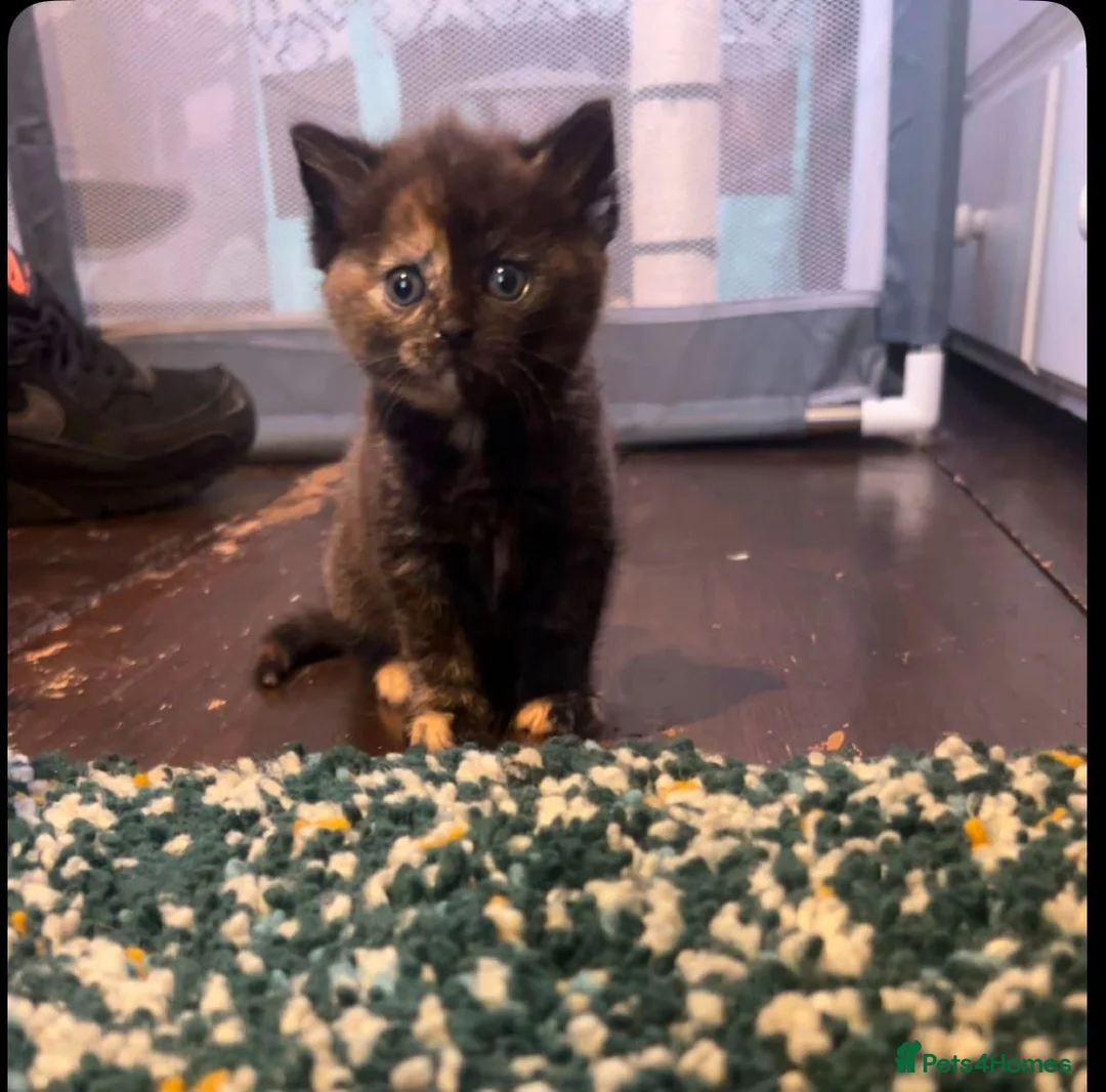 Mixed Breed cats for sale: Female tortoiseshell kitten in Honiton - Advert 1