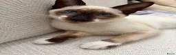 Siamese cats for sale: Oriental Siamese 6month old - Advert 4