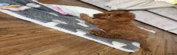 Cavapoo dogs for sale: ** REDUCED - READY NOW ** F1B Cavapoo Puppiess - Advert 20