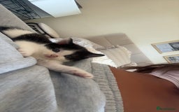 Ragdoll cats for sale: 3 beautiful female kittens for sale  - Image 6