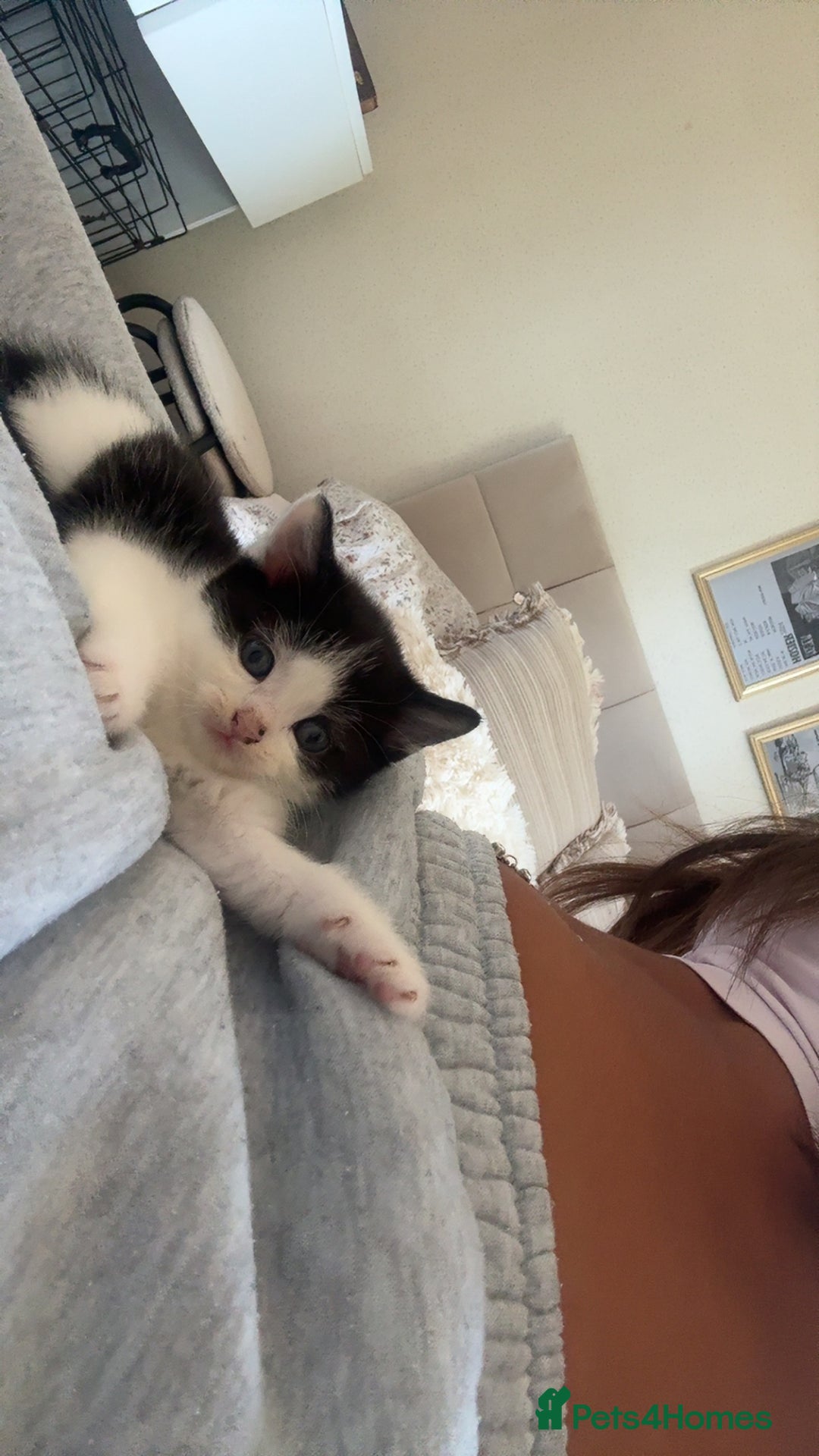 Ragdoll cats for sale: 3 beautiful female kittens for sale  - Image 6