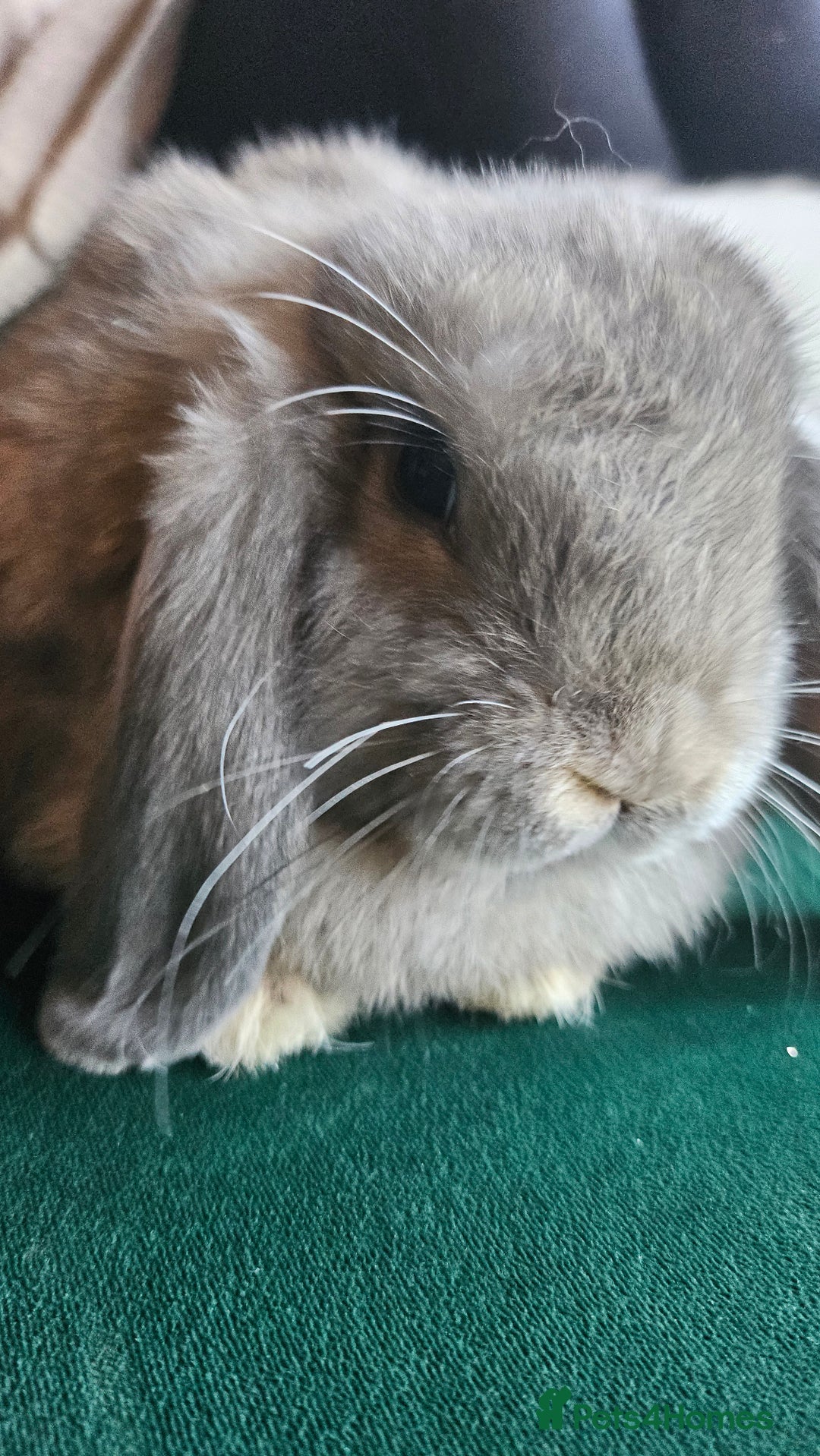 Mini Lop rabbits for sale: Ready to leave cuddly mini lops - Advert 7