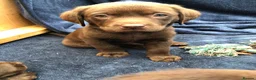 Labrador Retriever dogs for sale: READY NOW 1 Male Chocolate Labrador Puppy - Advert 11