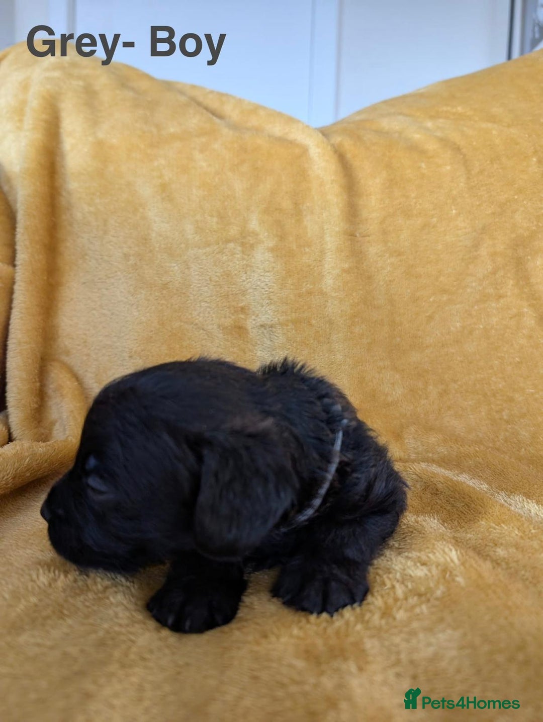 Mixed Breed dogs for sale: Beautiful Border terrier/Patterdale terrier pups - Advert 8