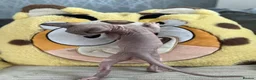 Sphynx cats for sale: Sphynx baby - Advert 4