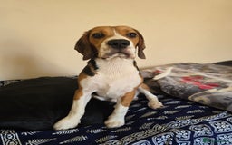 Beagle dogs for sale: Rehome my dog - Image 4