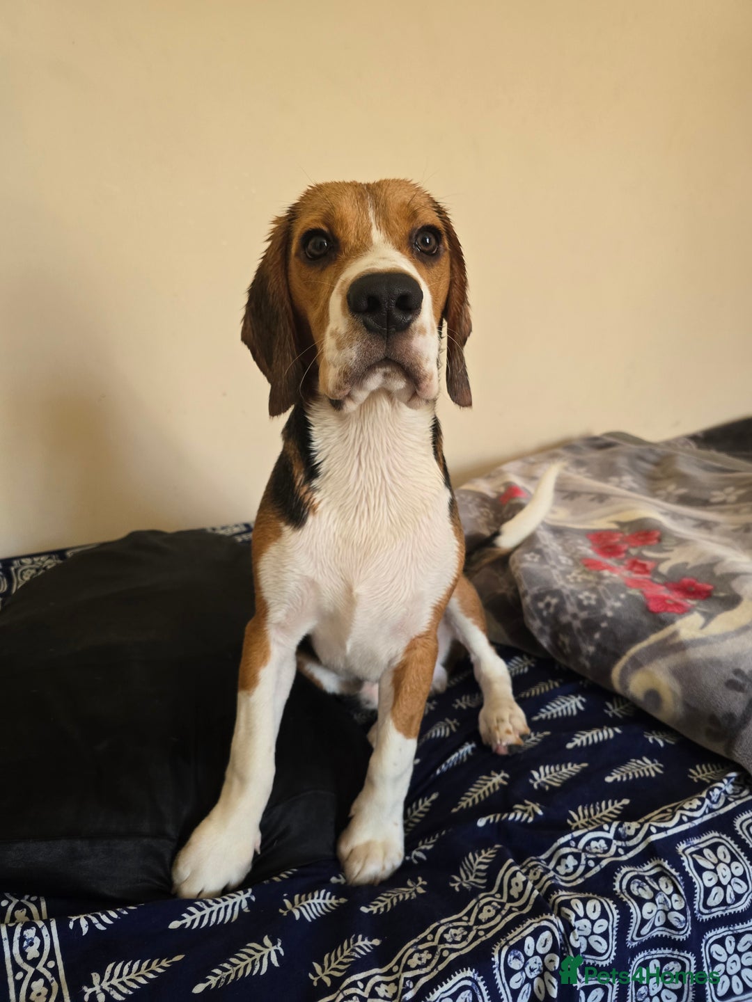Beagle dogs for sale: Rehome my dog - Image 4