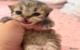 Persian cats for sale: Persian chinchilla kittens  - Image 4