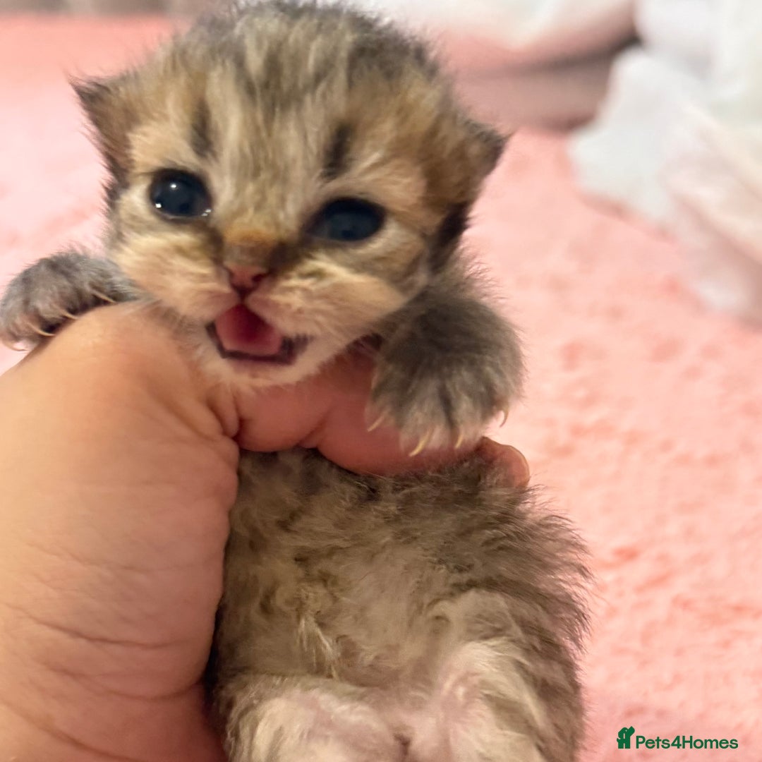 Persian cats for sale: Persian chinchilla kittens  - Image 4