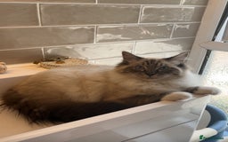 Persian cats for sale: Saffiyah and Santi looking for their forever home. - Advert 6