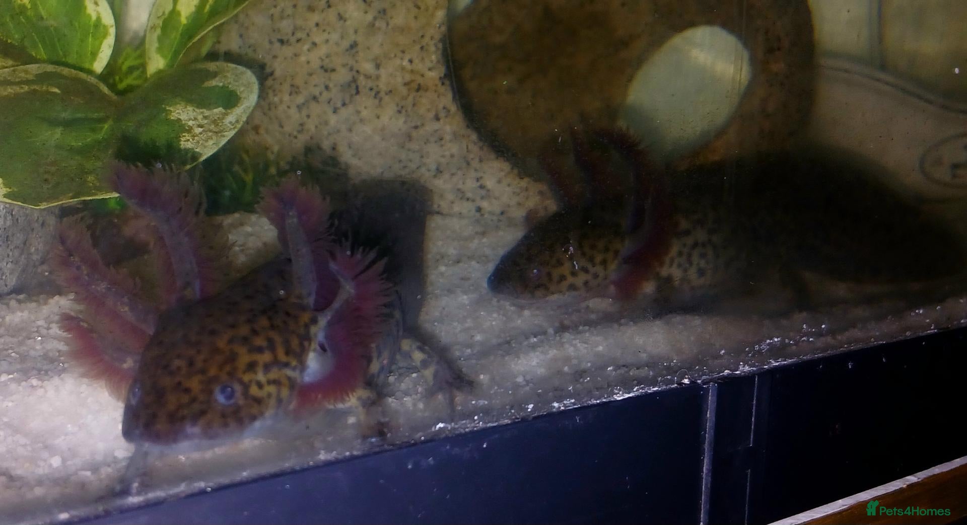 Axolotl reptiles Wild type juvenile axolts - Advert 1