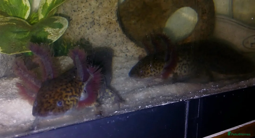 Axolotl reptiles for sale: Wild type juvenile axolts - Advert 1
