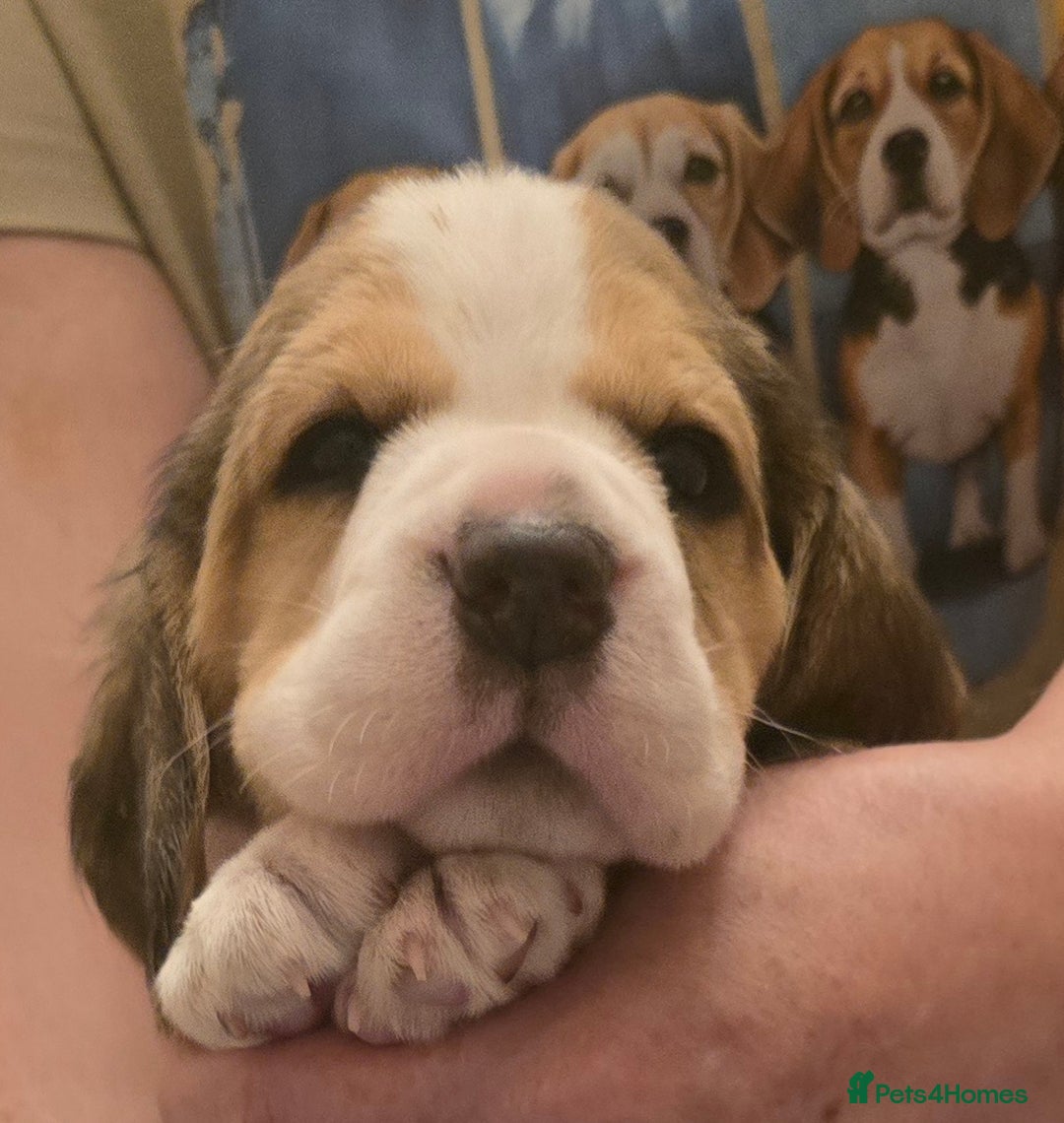 Beagle dogs for sale: KC registered Beagle pups, Rare Blue tri & tri - Advert 6