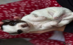 Chihuahua dogs for sale: Long Haired Applehead puppies - Advert 16