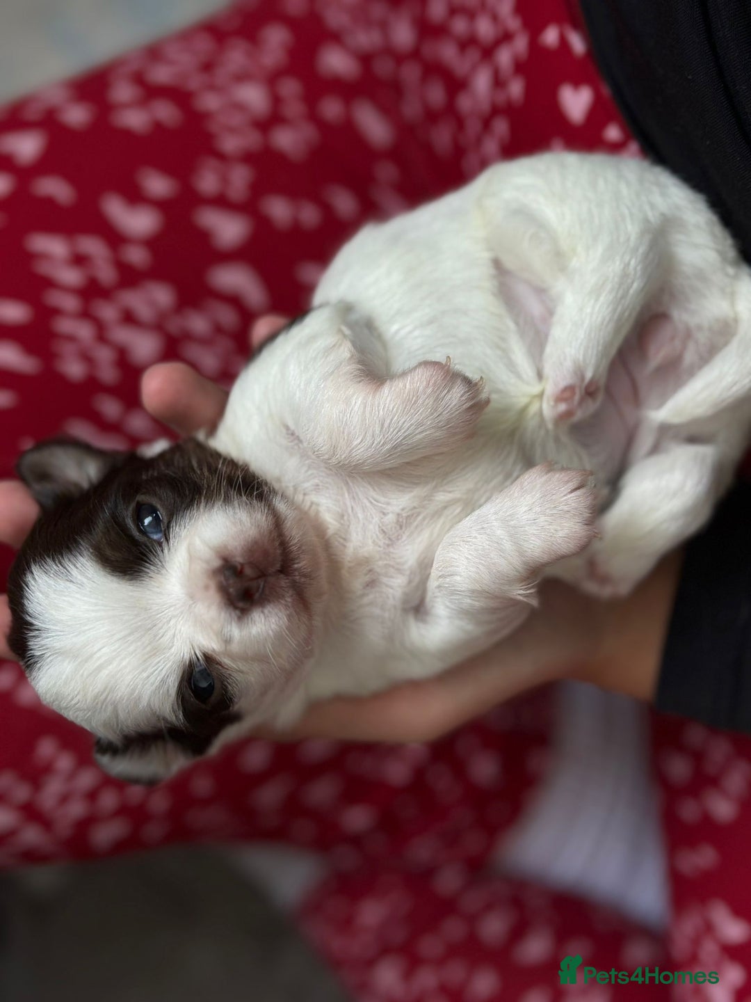 Chihuahua dogs for sale: Long Haired Applehead puppies - Advert 16