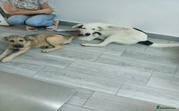 Mixed Breed dogs for adoption: 🌸MEET BIANCA - A Gentle Girl for a Loving Home - Advert 17