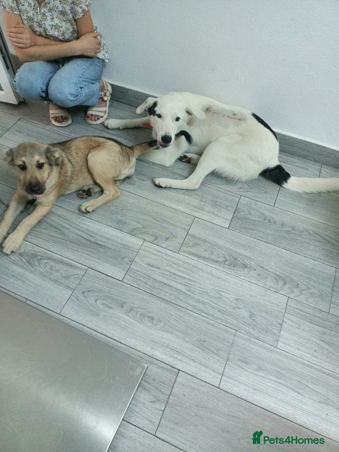 Mixed Breed dogs for adoption: 🌸MEET BIANCA - A Gentle Girl for a Loving Home - Advert 17