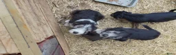 Bearded Collie dogs for sale: Bearded Collie puppies  in Stonehouse - Advert 2
