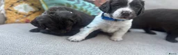 Sprocker dogs for sale: Chocolate and white Sprocker Puppies - Advert 16