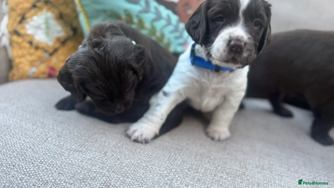 Sprocker dogs for sale: Chocolate and white Sprocker Puppies - Advert 16