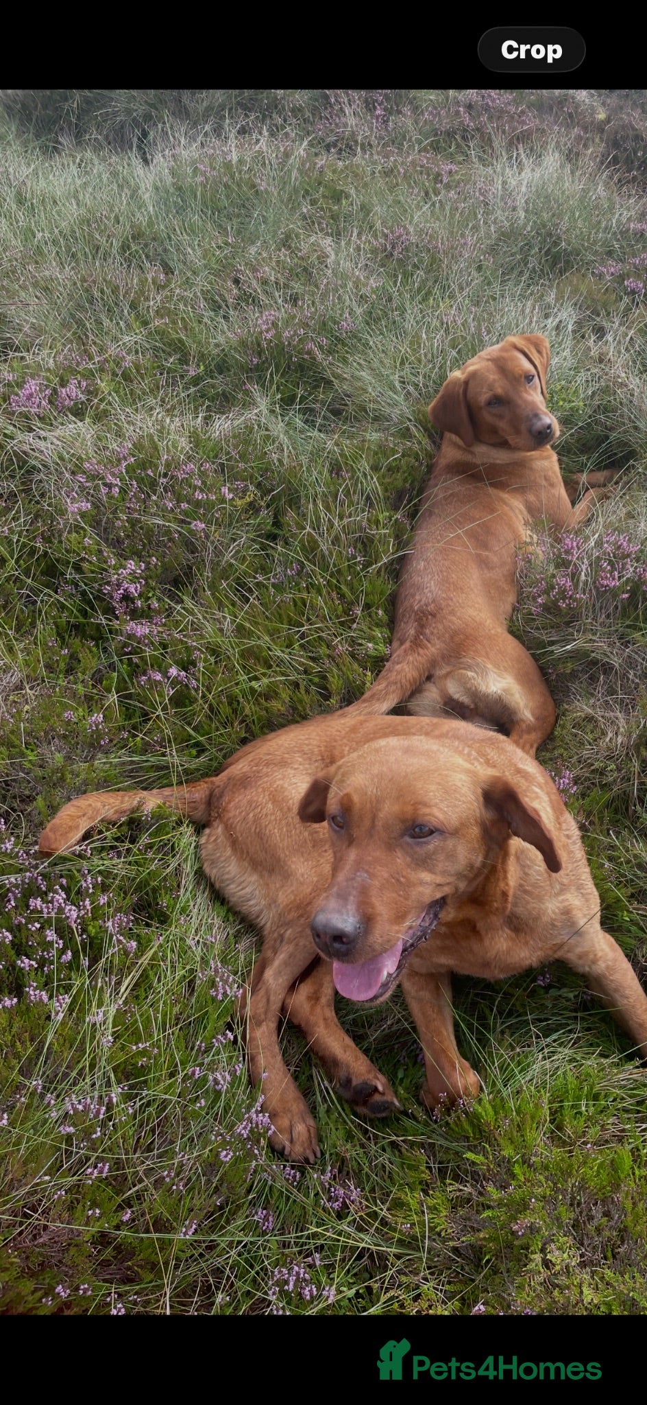 Labrador Retriever dogs Fox red Labrador  - Advert 4