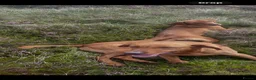 Labrador Retriever dogs for sale: Fox red Labrador  in Galashiels - Advert 1