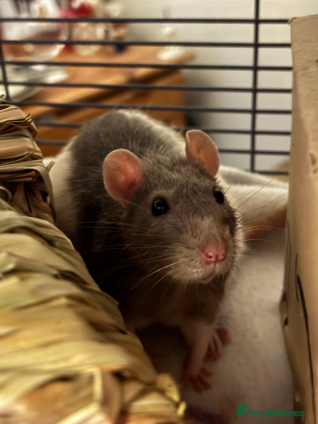 Rat rodents for sale: Free to a good home! - Image 6