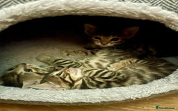 Bengal cats for sale: Beatiful bengal kittens.  - Image 2