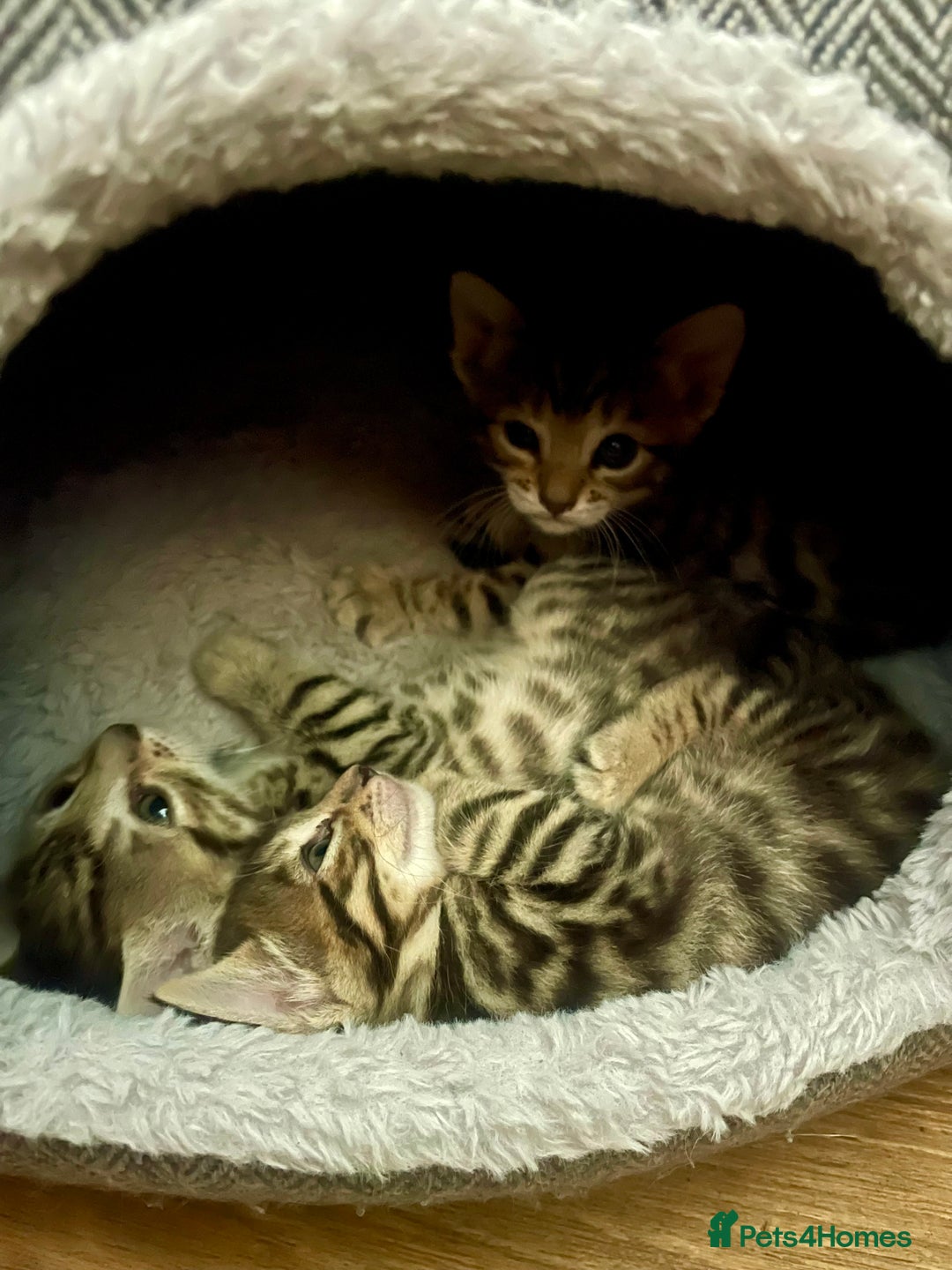 Bengal cats for sale: Beatiful bengal kittens.  - Image 2