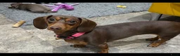 Miniature Dachshund dogs for sale: Miniature Dachshund Puppies  - Advert 2