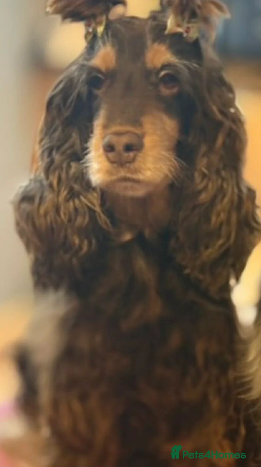 Cocker Spaniel dogs for sale: Beautiful show cocker spaniel  - Advert 2