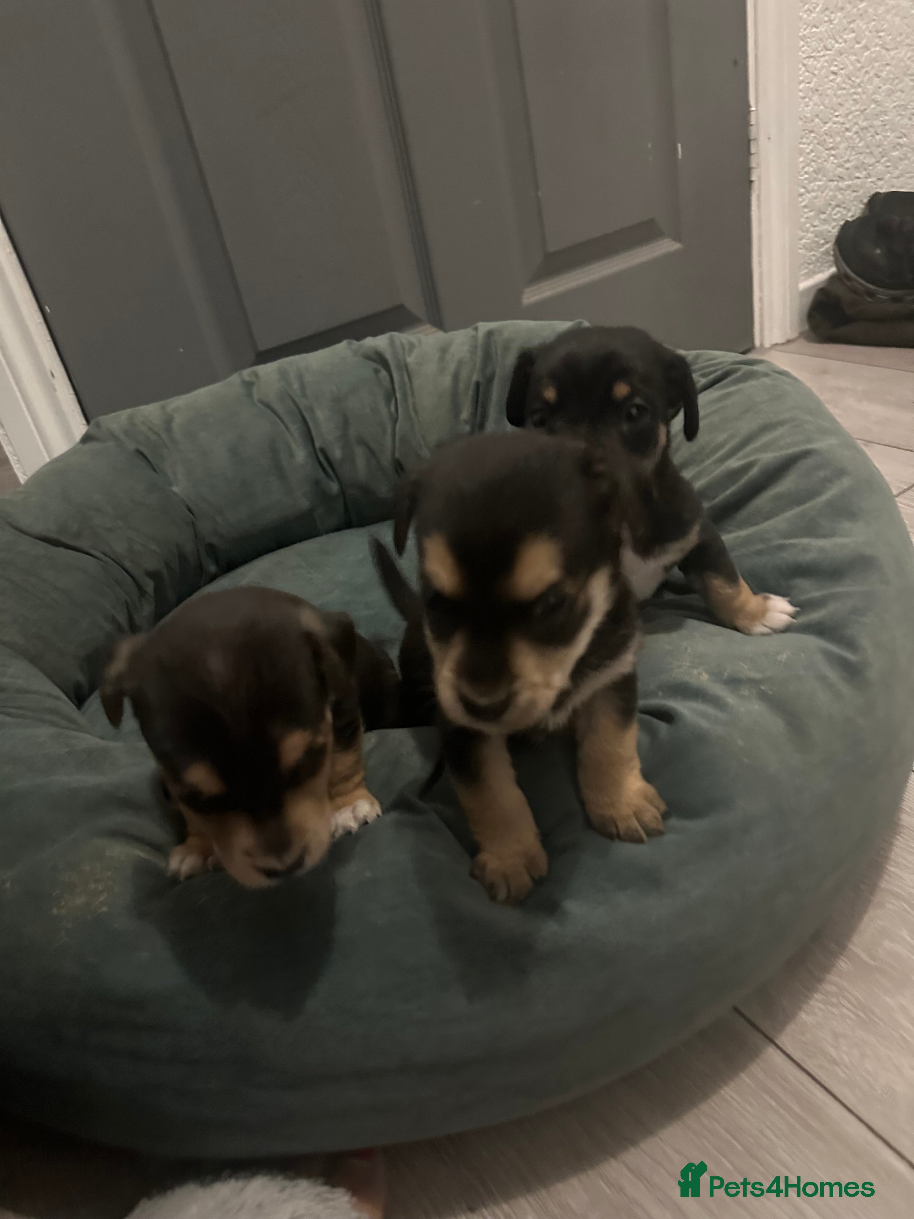 Border Terrier dogs Border terrier X jack puppies  - Advert 7