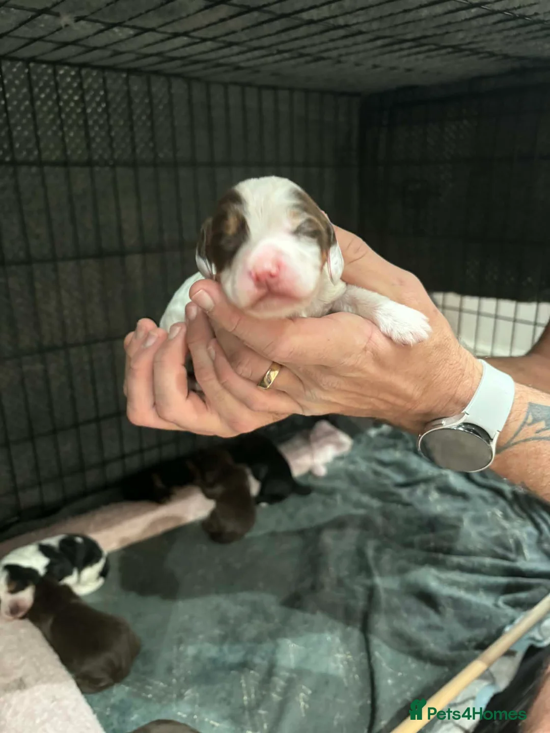 Cocker Spaniel dogs for sale: Stunning mixed colour cocker spaniels - Advert 6