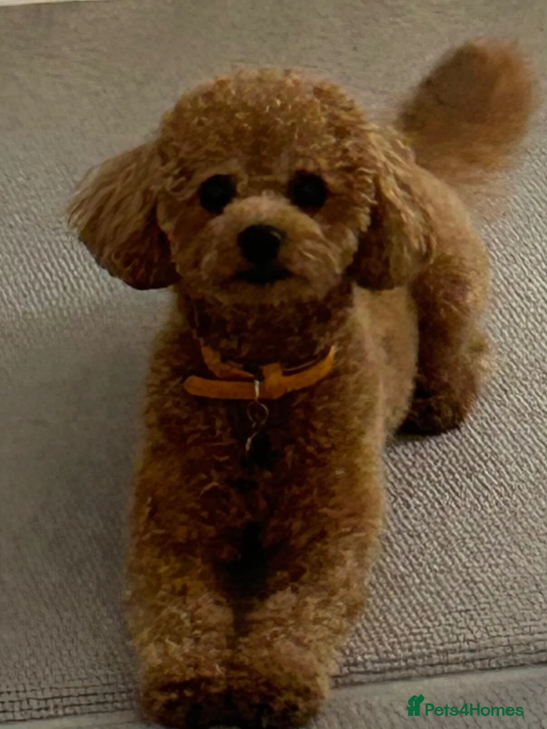 Maltipoo dogs for stud: Beautiful Prince for Stud in Barnet - Advert 3