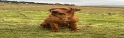 Labrador Retriever dogs for sale: Exceptional Fox Red Labrador Retriever Puppies - Advert 15