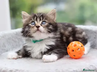 Mixed Breed cats Beautiful Tabby Kittens - Advert 2