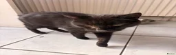 Mixed Breed cats for sale: Two cats looking for food home  in Redruth - Advert 6