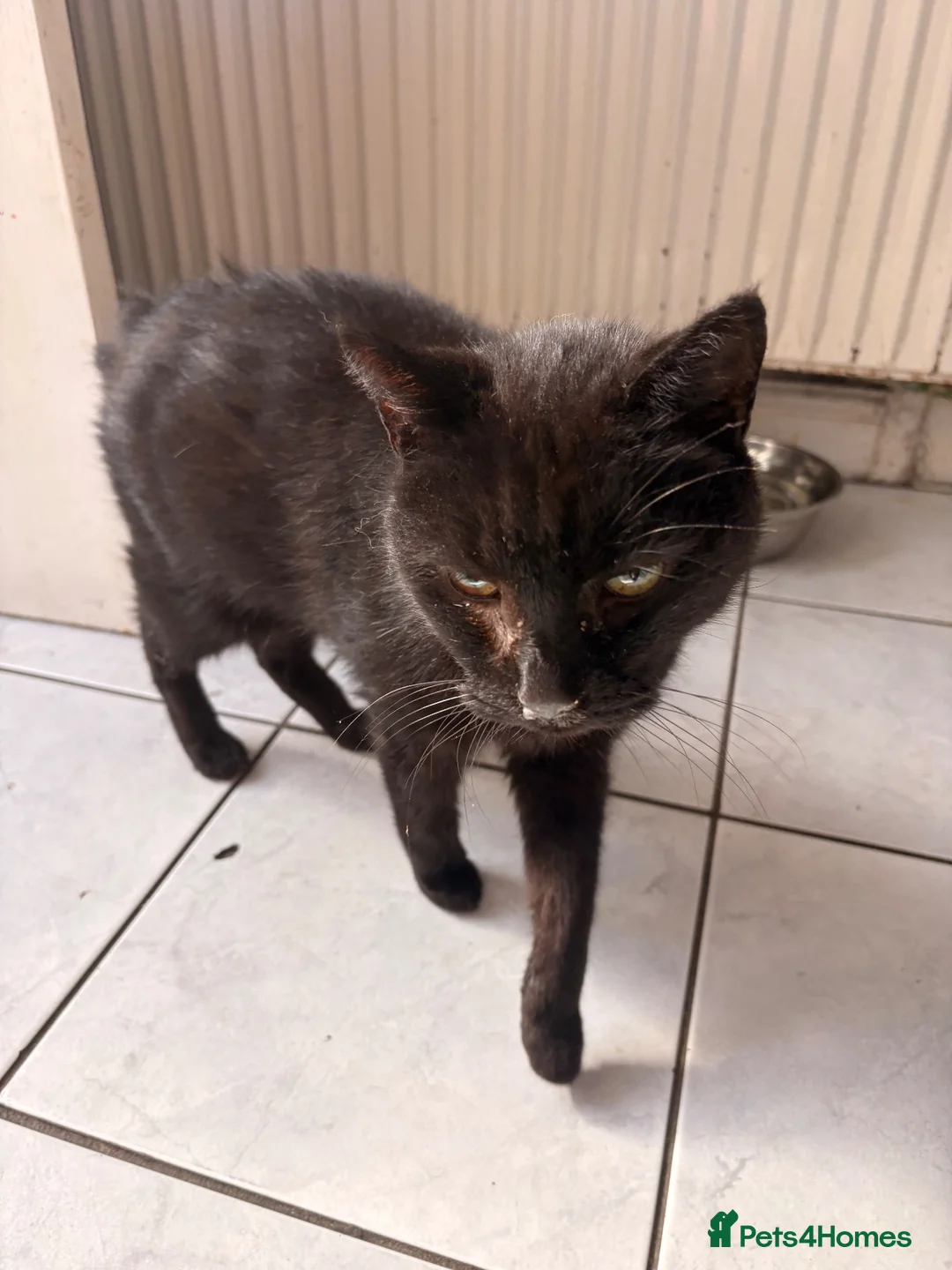 Mixed Breed cats for sale: Two cats looking for food home  in Redruth - Advert 6